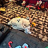 Gypsy is registered to the contest to win money with this photo: candy_cane, carpet, christmas, couch, cozy, dog, figurines, floor, ghost_toy, gift_wrap, holiday_decorations, living_room, plush_toy, red_wall, remote_control, rug, shoe, stockings, table, toy