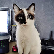 Camélia a rejoint le concours — aidez-le/la à gagner de superbes lots ! cat, animal, pet, indoor, computer, desk, curious, white_fur, black_markings, ears, whiskers, sitting, looking, technology, mouse, keyboard, home, feline, closeup, cute
