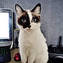 cat, animal, pet, indoor, computer, desk, curious, white_fur, black_markings, ears, whiskers, sitting, looking, technology, mouse, keyboard, home, feline, closeup, cute