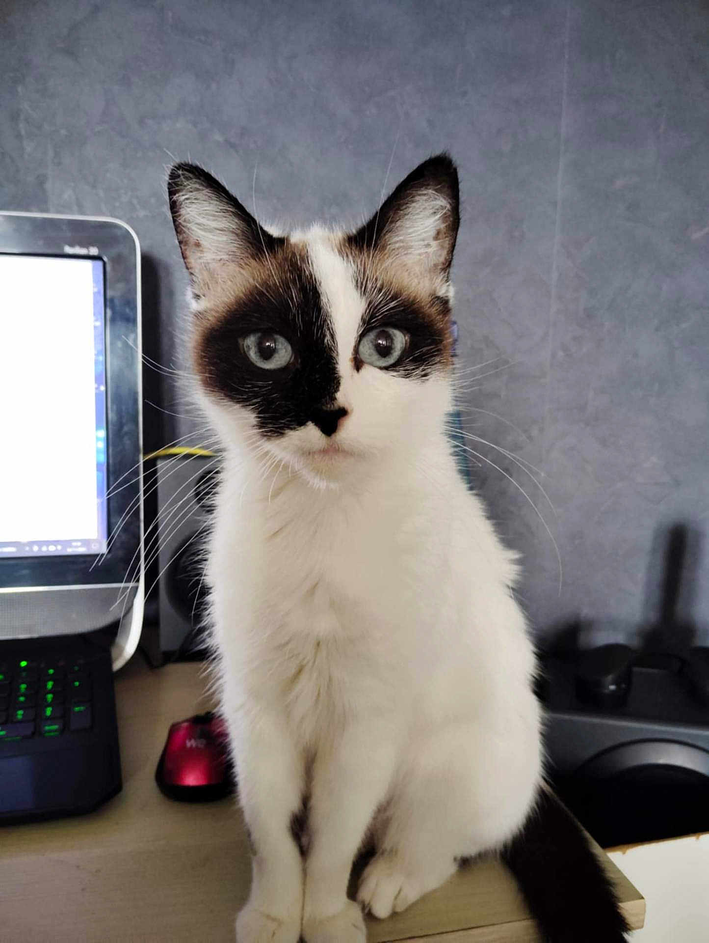 Camélia a rejoint le concours — aidez-le/la à gagner de superbes lots ! cat, animal, pet, indoor, computer, desk, curious, white_fur, black_markings, ears, whiskers, sitting, looking, technology, mouse, keyboard, home, feline, closeup, cute