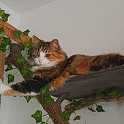 Feline participe au concours pour gagner de l'argent avec cette photo : abyssinian, animal, architecture, building, cat, couch, furniture, herbal, herbs, ivy, kitten, leaf, manx, person, pet, plant, pottedplant, vine, wall, wood