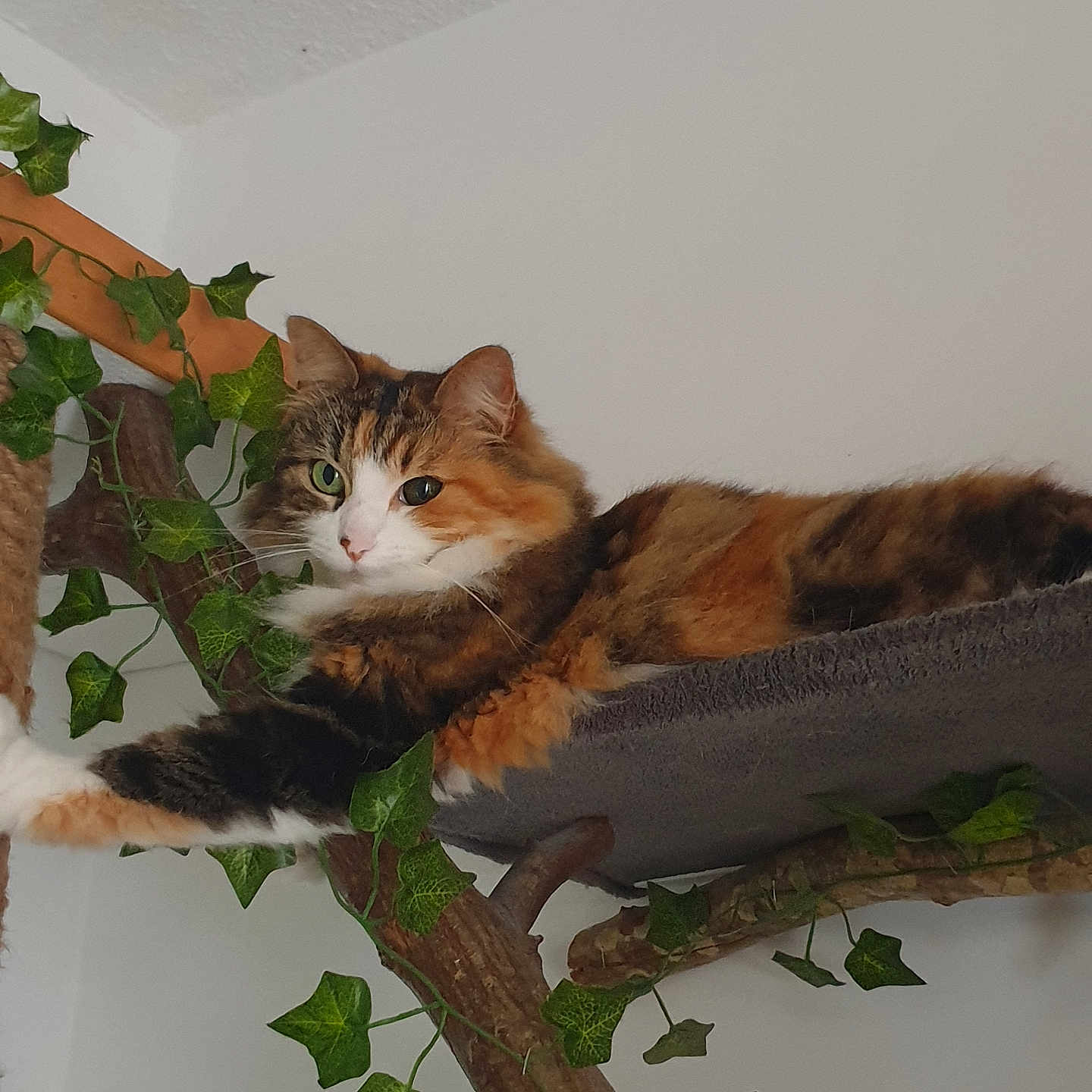 Feline