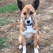 Roxie is registered to the contest to win money with this photo: dog, animal, pet, outdoor, grass, brown, white, ears, sitting, curious, canine, collar, nature, ground, fur, muzzle, portrait, alert, paw, young