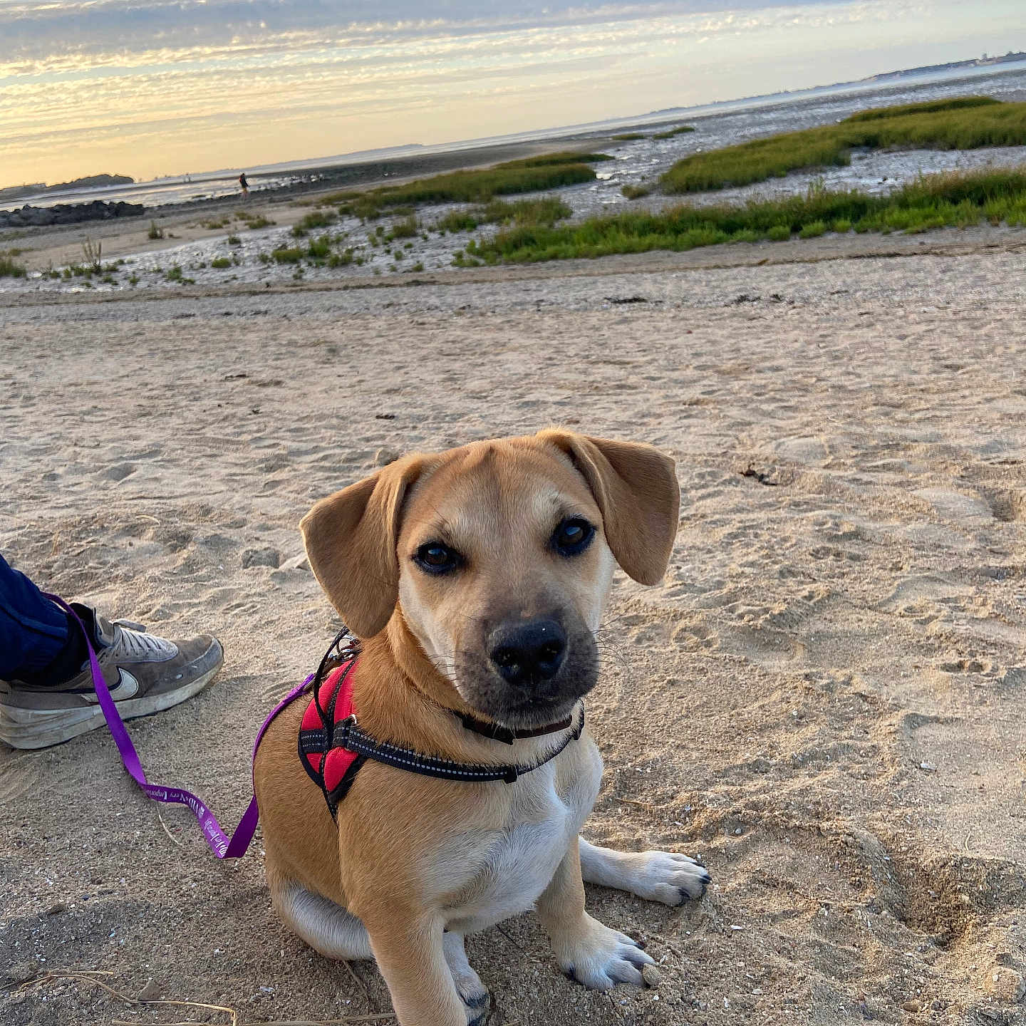 Louna a rejoint le concours — aidez-le/la à gagner de superbes lots ! accessories, animal, beach, canine, clothing, coast, dog, footwear, hound, leash, nature, outdoors, person, pet, puppy, sea, shoreline, soil, strap, water