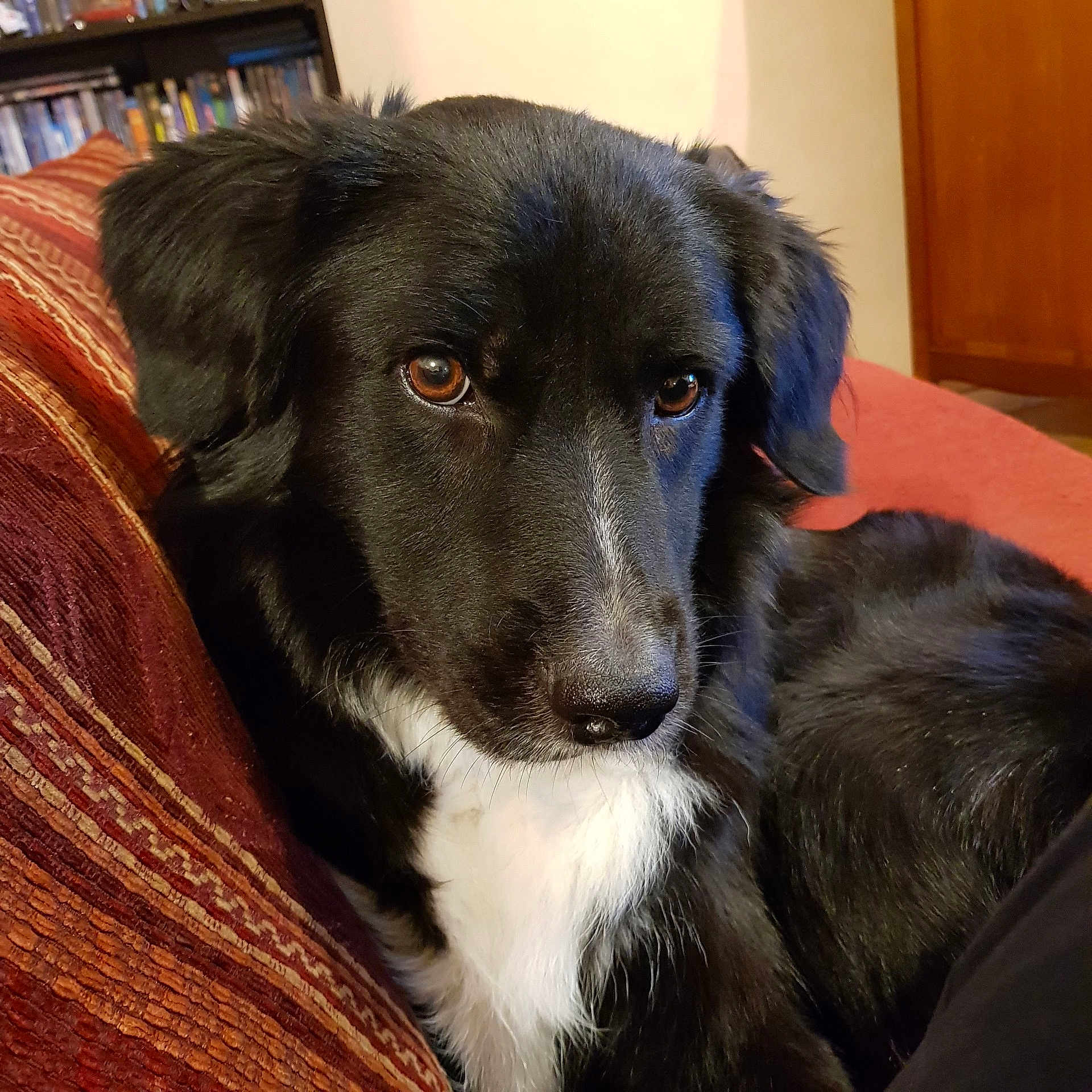 Molly participe au concours pour gagner de l'argent avec cette photo : dog, black_dog, white_chest, pet, indoor, couch, close_up, brown_eyes, fur, nose, portrait, domestic_animal, living_room, furniture, cozy, ears, whiskers, looking_at_camera, relaxed, companion