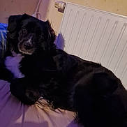 Molly participe au concours pour gagner de l'argent avec cette photo : dog, black_dog, pet, indoor, bed, blanket, radiator, wall, led_light, looking_at_camera, lying_down, fur, white_chest_marking, cozy, pillow, night_time, domestic, portrait, animal, relaxed