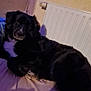 dog, black_dog, pet, indoor, bed, blanket, radiator, wall, led_light, looking_at_camera, lying_down, fur, white_chest_marking, cozy, pillow, night_time, domestic, portrait, animal, relaxed