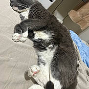 Furby is registered to the contest to win money with this photo: cat, tuxedo_cat, sleeping, sleepy, pet, animal, whiskers, paws, pink_toe_beans, black_and_white, fur, white_chest, curled_up, bed, bedding, indoors, relaxed, nap, home, television