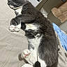 cat, tuxedo_cat, sleeping, sleepy, pet, animal, whiskers, paws, pink_toe_beans, black_and_white, fur, white_chest, curled_up, bed, bedding, indoors, relaxed, nap, home, television
