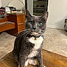 Furby is registered to the contest to win money with this photo: cat, gray_cat, white_chest, white_paws, green_eyes, whiskers, collar, bell, sitting, indoor, wooden_floor, home, living_room, furniture, books, bookshelf, shelves, portrait, pet, animal