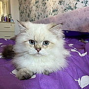 Oreo a rejoint le concours — aidez-le/la à gagner de superbes lots ! angora, animal, bed, bedroom, bedsheet, blanket, cat, cushion, furniture, homedecor, indoors, kitten, pet, pillow, quilt, room, siamese