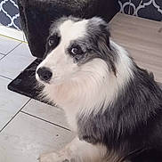 Malou participe au concours pour gagner de l'argent avec cette photo : dog, border_collie, indoor, floor, tile, scratching_post, fur, black_and_white, pet, animal, looking, sitting, curious, background, pattern, home, domestic, furniture, quiet, companion