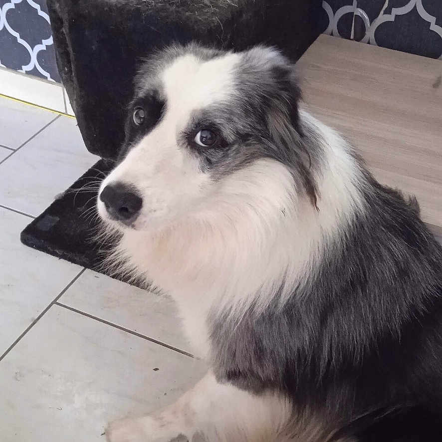 Malou participe au concours pour gagner de l'argent avec cette photo : dog, border_collie, indoor, floor, tile, scratching_post, fur, black_and_white, pet, animal, looking, sitting, curious, background, pattern, home, domestic, furniture, quiet, companion