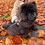dog, puppy, chow_chow, black_fur, autumn, fall_leaves, leaves, outdoor, pet, cute, fluffy, young_dog, person, coat, leash, nature, season, walking, park, animal