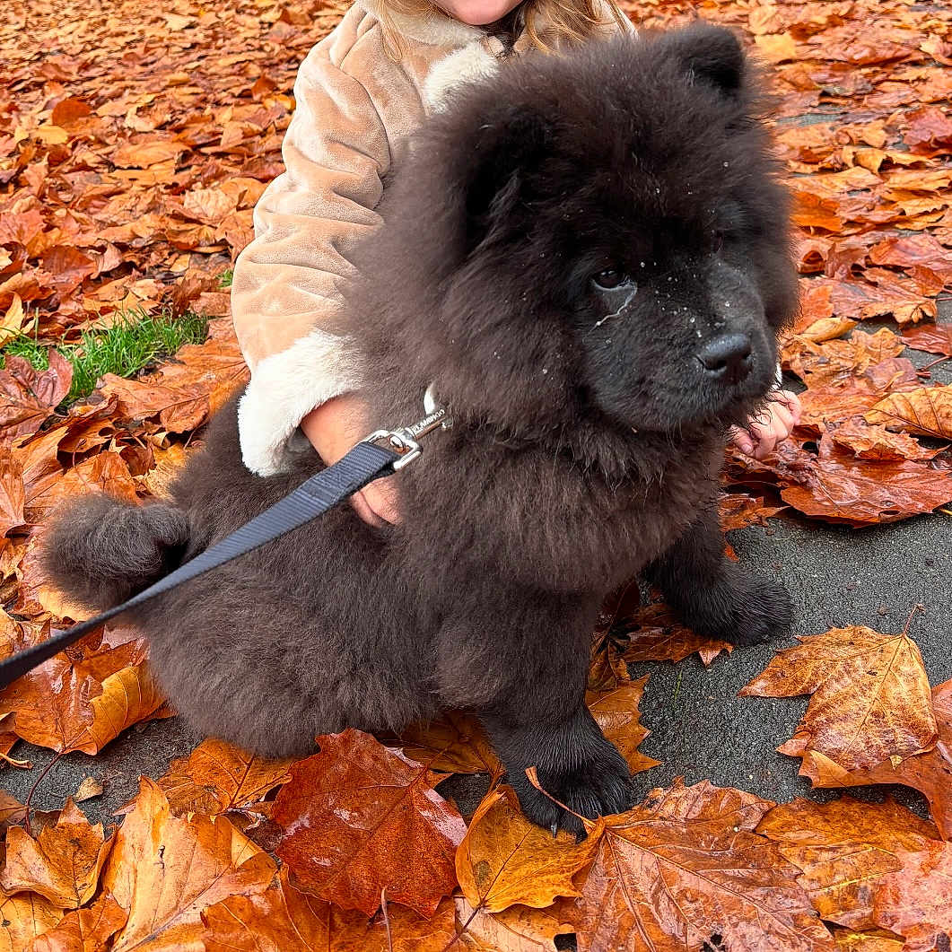 Nala participe au concours pour gagner de l'argent avec cette photo : animal, autumn, black_fur, chow_chow, coat, cute, dog, fall_leaves, fluffy, leash, leaves, nature, outdoor, park, person, pet, puppy, season, walking, young_dog