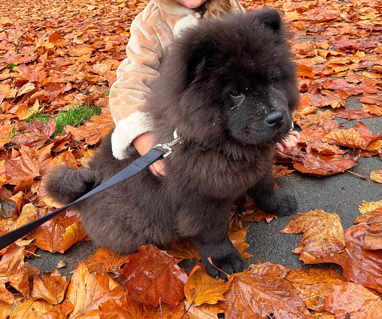 Nala participe au concours pour gagner de l'argent avec cette photo : dog, puppy, chow_chow, black_fur, autumn, fall_leaves, leaves, outdoor, pet, cute, fluffy, young_dog, person, coat, leash, nature, season, walking, park, animal