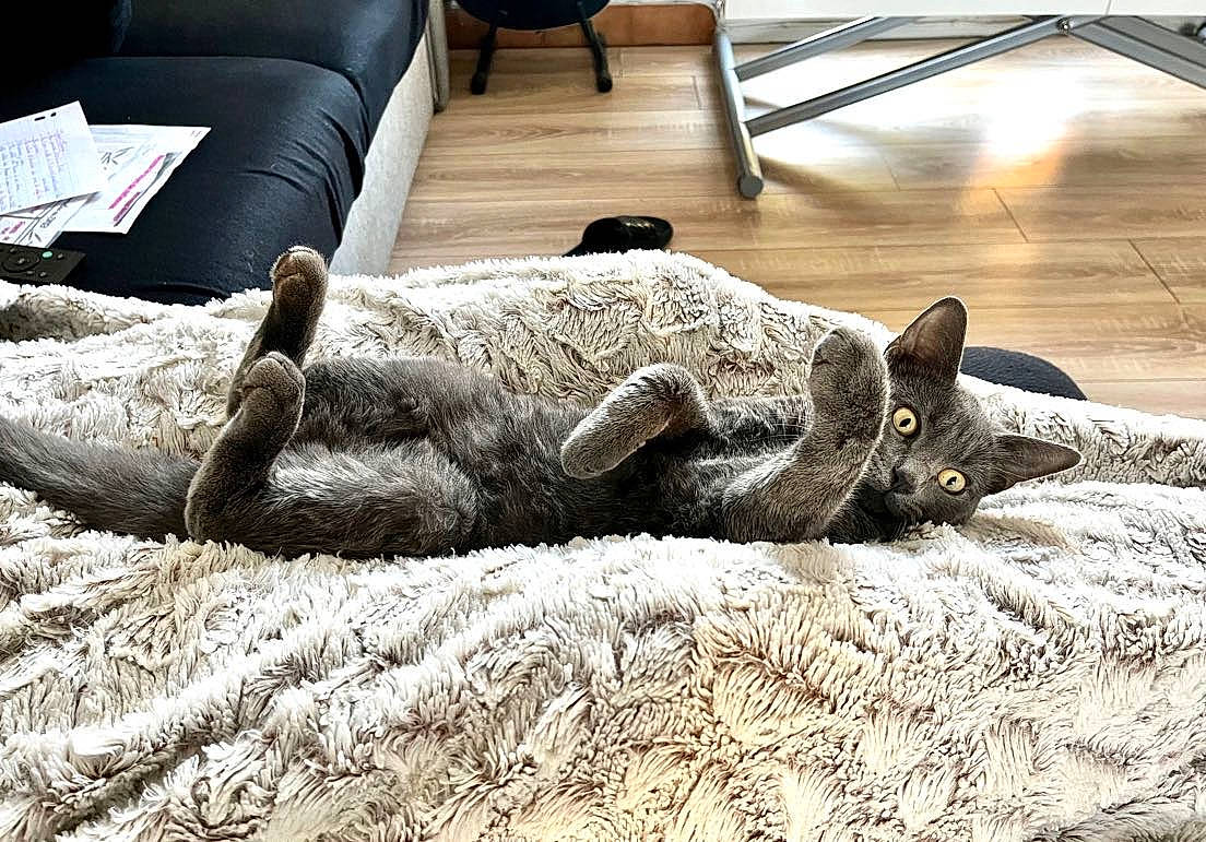 Tiago participe au concours pour gagner de l'argent avec cette photo : art, carnivore, cat, comfort, couch, domestic_short_haired_cat, felidae, flooring, fur, grass, grey, hardwood, room, sculpture, small_to_medium_sized_cats, snout, tail, terrestrial_animal, whiskers, wood