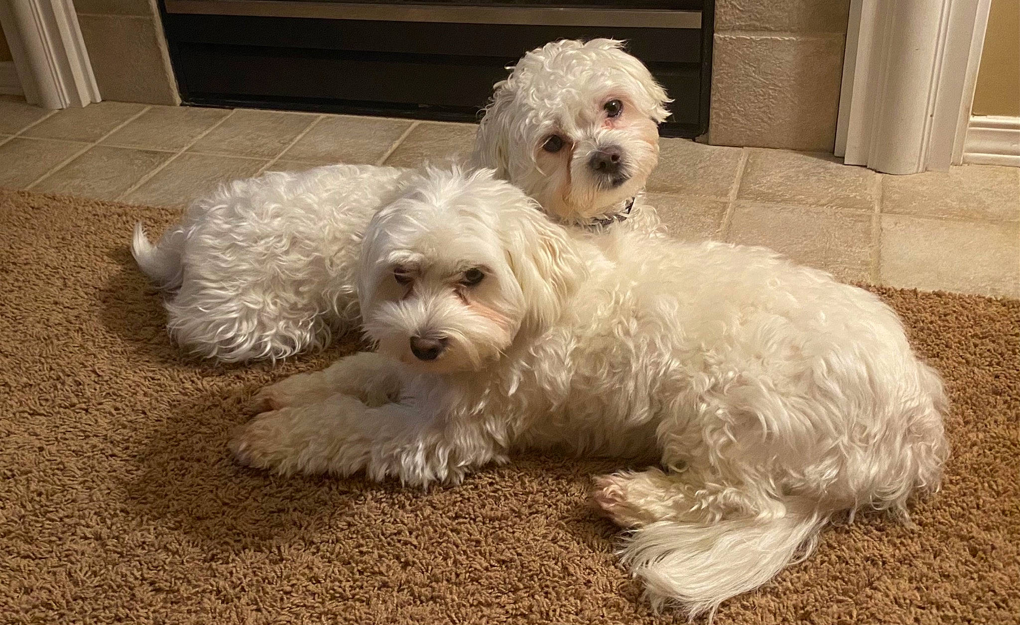 Owen joined the competition — help win amazing prizes! canidae, carnivore, companion_dog, dog, dog_breed, dog_collar, fur, labradoodle, mal_shi, maltepoo, non_sporting_group, shih_poo, small_terrier, snout, sporting_group, terrier, toy_dog, water_dog, working_animal, yorkipoo