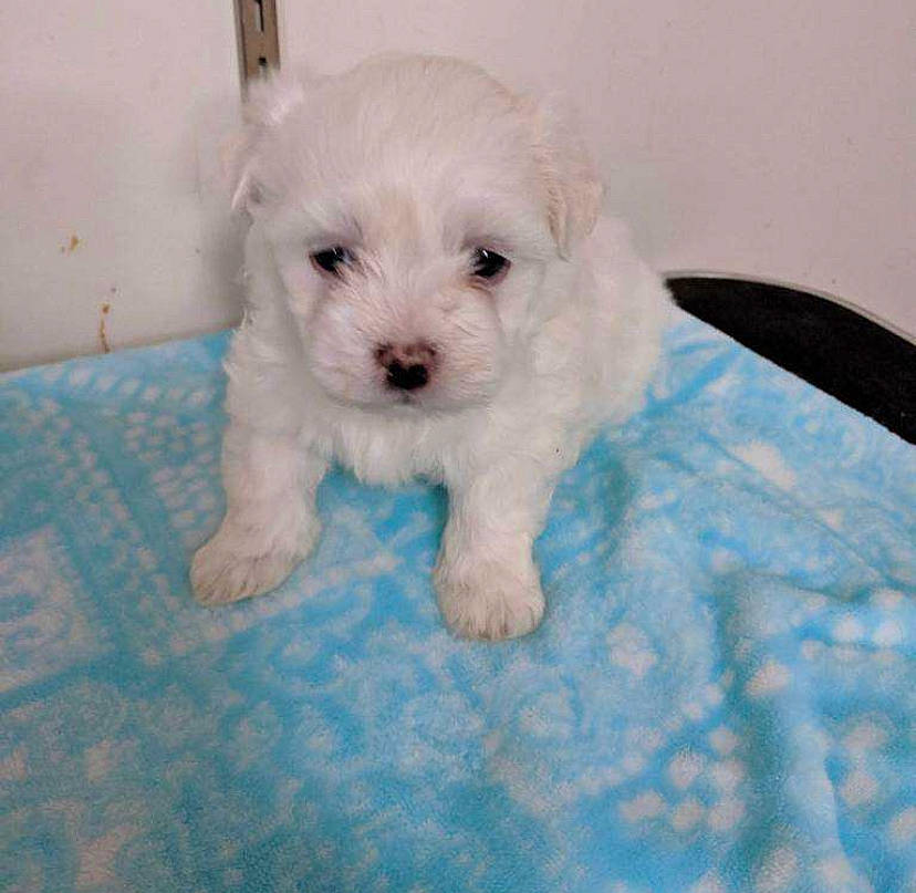 Owen joined the competition — help win amazing prizes! canidae, carnivore, circle, companion_dog, dog, dog_breed, maltepoo, non_sporting_group, poodle, snout, sporting_group, toy_dog, water_dog, working_animal