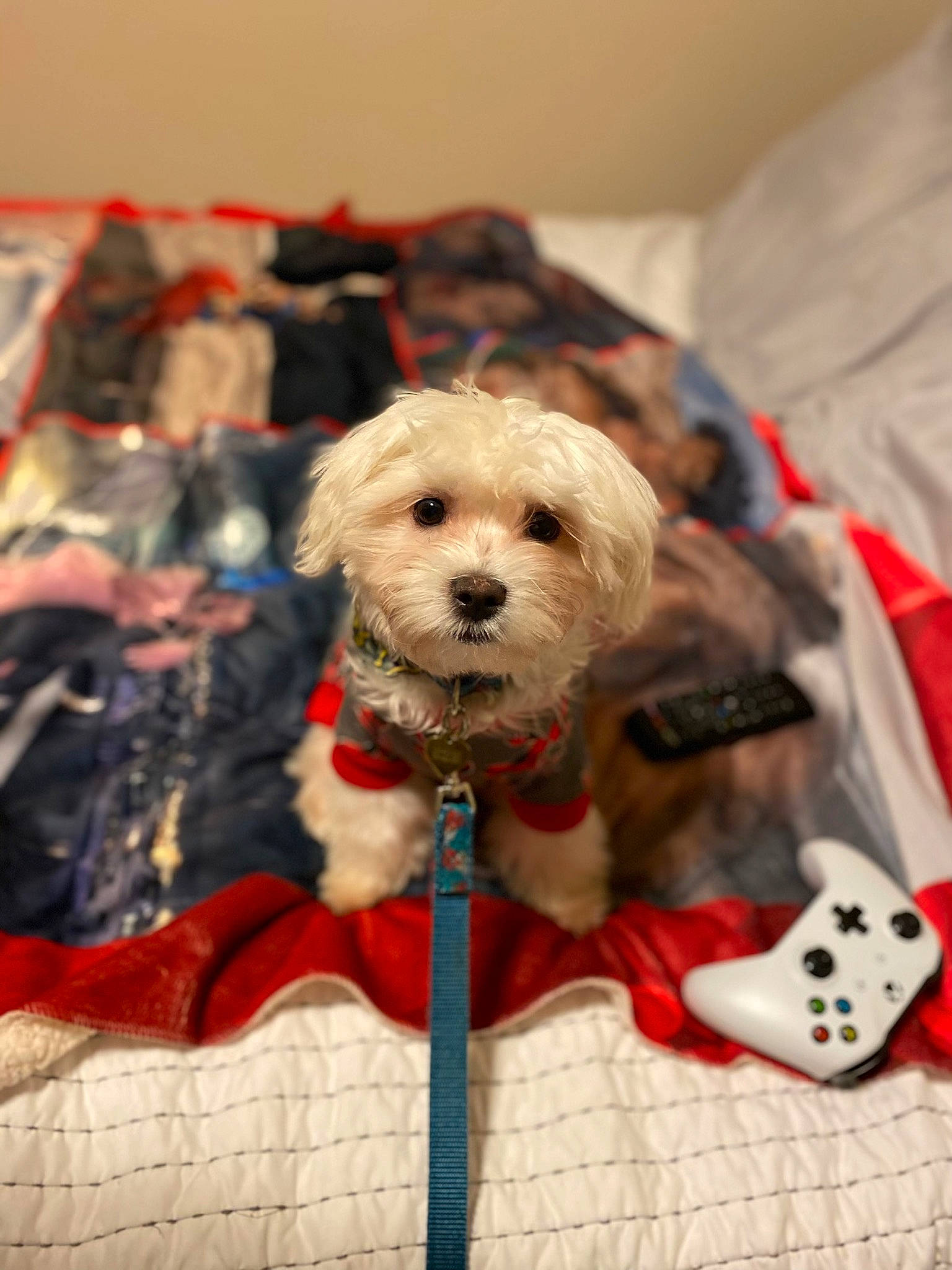 Owen joined the competition — help win amazing prizes! canidae, carnivore, collar, companion_dog, dice, dog, dog_breed, dog_clothes, dog_supply, event, fawn, fur, leash, pet_supply, small_terrier, snout, sporting_group, terrier, toy_dog, working_animal
