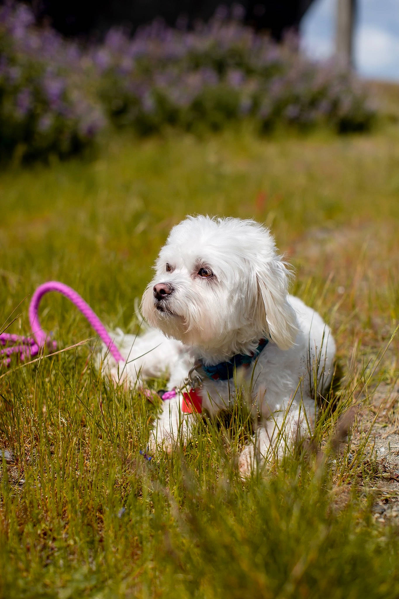 Owen is registered to the contest to win money with this photo: canidae, carnivore, collar, companion_dog, dog, dog_breed, dog_collar, dog_supply, fashion_accessory, grass, happy, maltepoo, plant, poodle_crossbreed, small_terrier, snout, sporting_group, terrier, toy_dog, working_animal