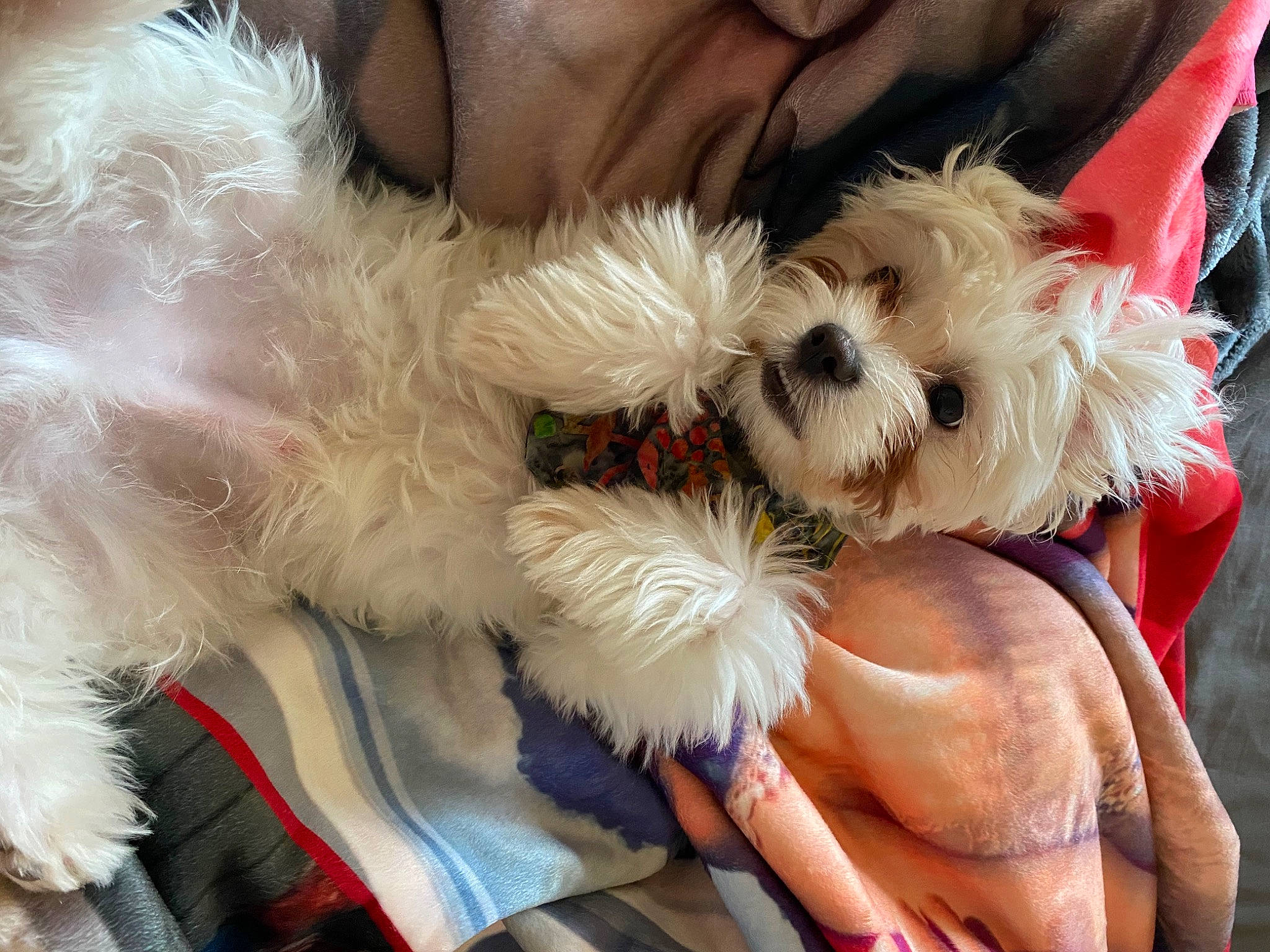 Owen is registered to the contest to win money with this photo: canidae, carnivore, companion_dog, dog, dog_breed, dog_clothes, dog_collar, dog_supply, fashion_accessory, fawn, fur, labradoodle, paw, poodle_crossbreed, puppy_love, shih_poo, small_terrier, sporting_group, terrier, toy_dog