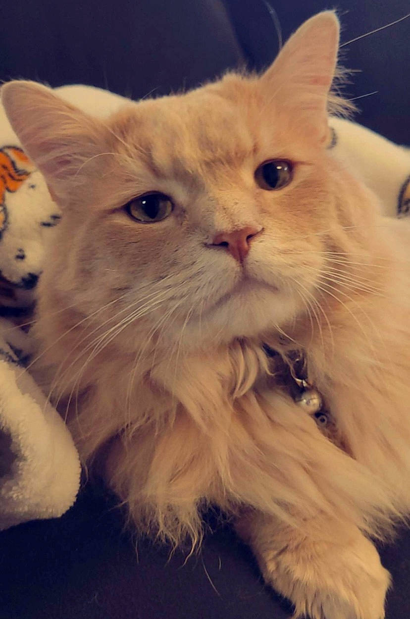 Kenobi joined the competition — help win amazing prizes! british_longhair, carnivore, cat, claw, eye, fawn, felidae, fruit, fur, gesture, paw, plant, small_to_medium_sized_cats, snout, tail, terrestrial_animal, whiskers