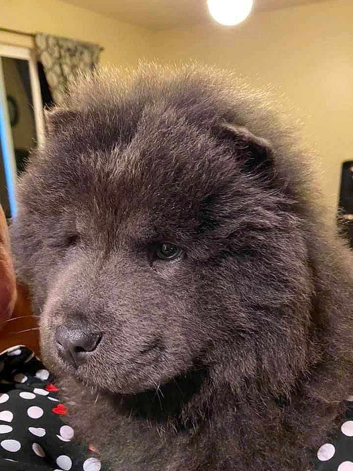 Kiki is registered to the contest to win money with this photo: automotive_tire, carnivore, companion_dog, flooring, fur, paw, snout, terrestrial_animal, whiskers, wildlife