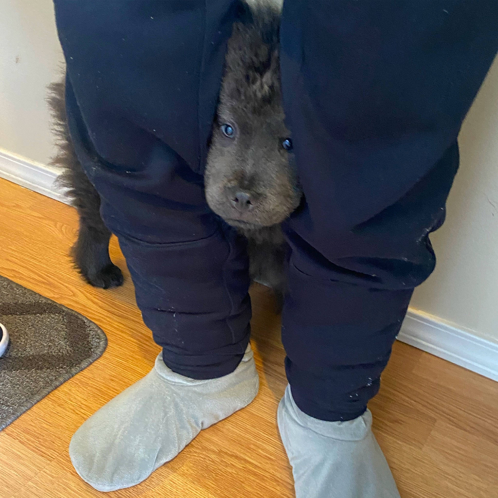 Kiki is registered to the contest to win money with this photo: calf, comfort, denim, electric_blue, fashion_accessory, flooring, foot, fur, gesture, grey, hardwood, human_leg, knee, leg, shoe, sitting, sleeve, sportswear, thigh, wood