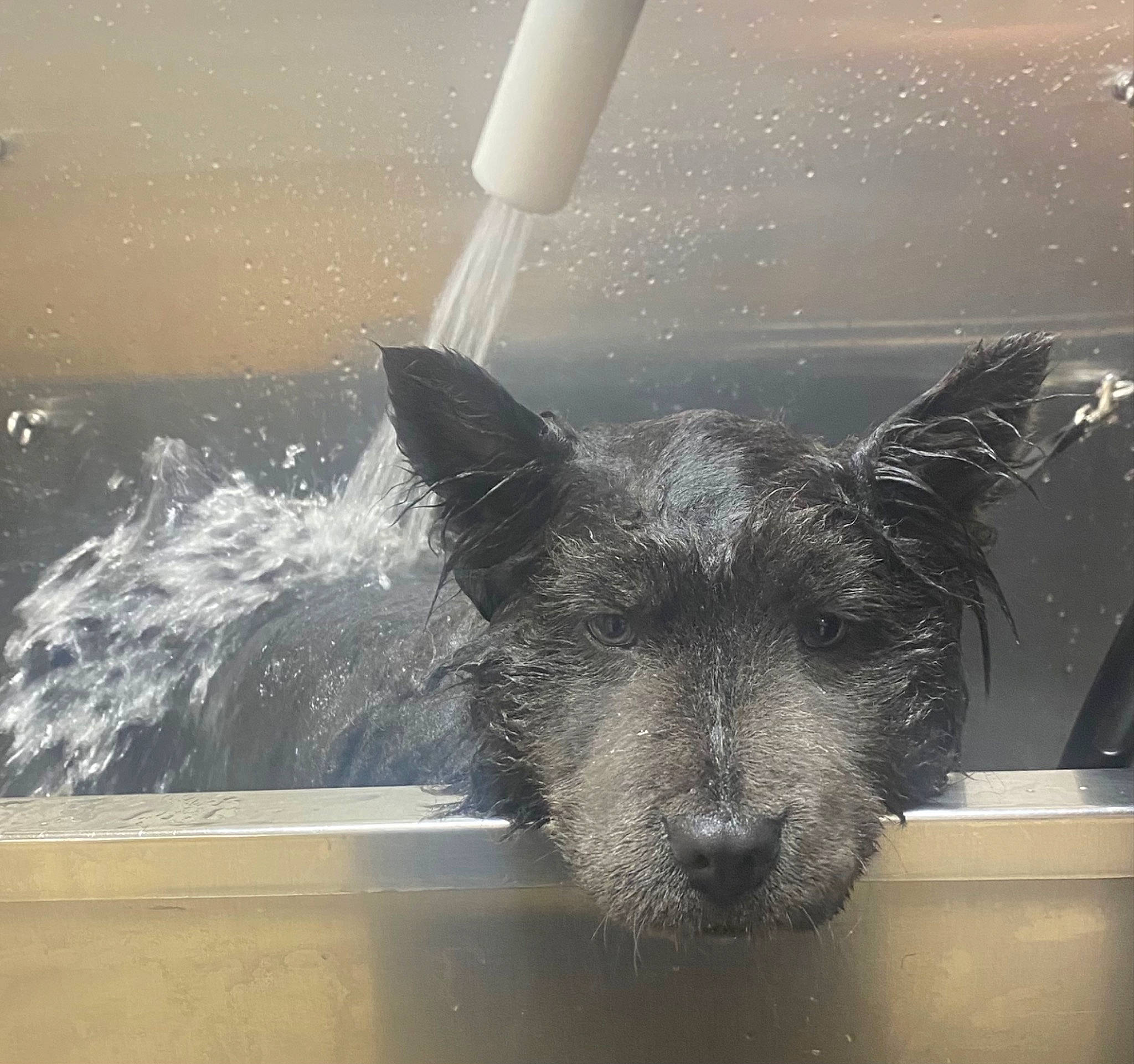 Kiki is registered to the contest to win money with this photo: canidae, carnivore, dog, dog_breed, felidae, fur, glass, paw, small_to_medium_sized_cats, snout, sporting_group, tail, terrestrial_animal, toy_dog, whiskers, window, windshield