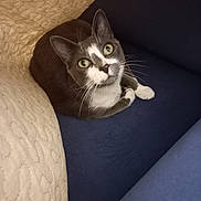 Dolly participe au concours pour gagner de l'argent avec cette photo : animal, cat, close_up, comfort, cozy, curious, cushion, domestic_cat, fabric, feline, gray_cat, green_eyes, indoor, looking_up, pet, sitting, soft_lighting, texture, whiskers, white_cat