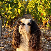 Tacos participe au concours pour gagner de l'argent avec cette photo : dog, cavalier_king_charles_spaniel, spaniel, pet, portrait, outdoor, vineyard, grapevines, leaves, nature, sunlight, golden_hour, long_hair, floppy_ears, black_and_white, brown_and_white, sitting, looking_up, gravel, animal_photography