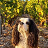 dog, cavalier_king_charles_spaniel, spaniel, pet, portrait, outdoor, vineyard, grapevines, leaves, nature, sunlight, golden_hour, long_hair, floppy_ears, black_and_white, brown_and_white, sitting, looking_up, gravel, animal_photography