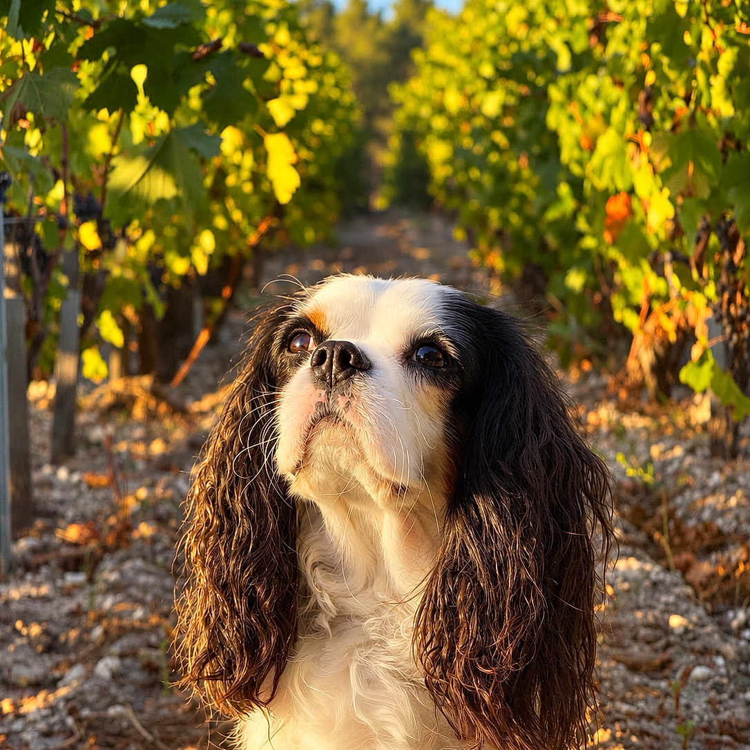 Tacos participe au concours pour gagner de l'argent avec cette photo : dog, cavalier_king_charles_spaniel, spaniel, pet, portrait, outdoor, vineyard, grapevines, leaves, nature, sunlight, golden_hour, long_hair, floppy_ears, black_and_white, brown_and_white, sitting, looking_up, gravel, animal_photography