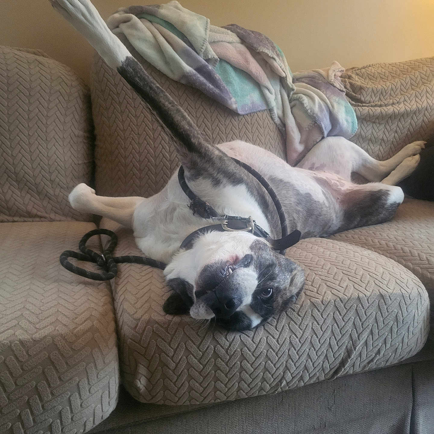 Emma is registered to the contest to win money with this photo: animal, architecture, building, bulldog, canine, chair, couch, cushion, dog, frenchbulldog, furniture, homedecor, hound, indoors, interiordesign, linen, livingroom, pet, puppy, room