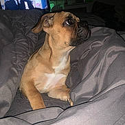 Ava joined the competition — help win amazing prizes! dog, blanket, bed, indoor, pet, brown_dog, canine, fur, looking_up, cozy, television, tv_screen, man_on_tv, uniform, living_room, night, shadow, comfort, relaxing, home