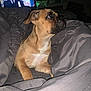 dog, blanket, bed, indoor, pet, brown_dog, canine, fur, looking_up, cozy, television, tv_screen, man_on_tv, uniform, living_room, night, shadow, comfort, relaxing, home
