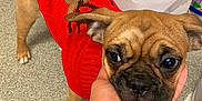 Ava joined the competition — help win amazing prizes! dog, puppy, sweater, red, reindeer, hand, indoor, floor, tail, blur, pet, canine, cute, animal, clothing, holding, person, companion, domestic, happy
