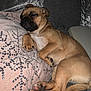 Ava is registered to the contest to win money with this photo: dog, sleeping, pillow, couch, brown_dog, resting, pet, indoor, cozy, cute, relaxed, fur, animal, paw, nose, ear, home, comfort, snuggle, peaceful