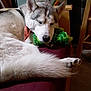 Willie joined the competition — help win amazing prizes! animal, canine, comfort, companion, cozy, cushion, dog, domestic, fur, furniture, home, husky, indoor, mammal, pet, plush_toy, relaxed, resting, sleeping, wood