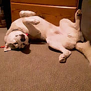 Willie is registered to the contest to win money with this photo: animal, canine, carpet, collar, cute, dog, domestic, floor, fur, furniture, home, indoor, lying_down, mammal, paws, pet, relaxed, resting, sleepy, wooden_dresser