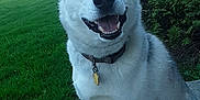 Willie joined the competition — help win amazing prizes! animal, blue_eye, brown_eye, bush, canine, collar, daylight, dog, domestic_animal, grass, happy, heterochromia, house, nature, outdoor, pet, road, siberian_husky, sidewalk, smiling
