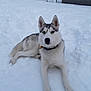 Willie joined the competition — help win amazing prizes! animal, canine, cold, collar, dog, ears_up, fence, fur, heterochromia, lying_down, muzzle, nature, outdoor, paw, pet, quiet, resting, siberian_husky, snow, winter