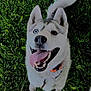 dog, husky, blue_eye, brown_eye, heterochromia, tongue_out, grass, outdoor, pet, collar, happy, canine, animal, playful, fur, sitting, nature, close_up, muzzle, ears