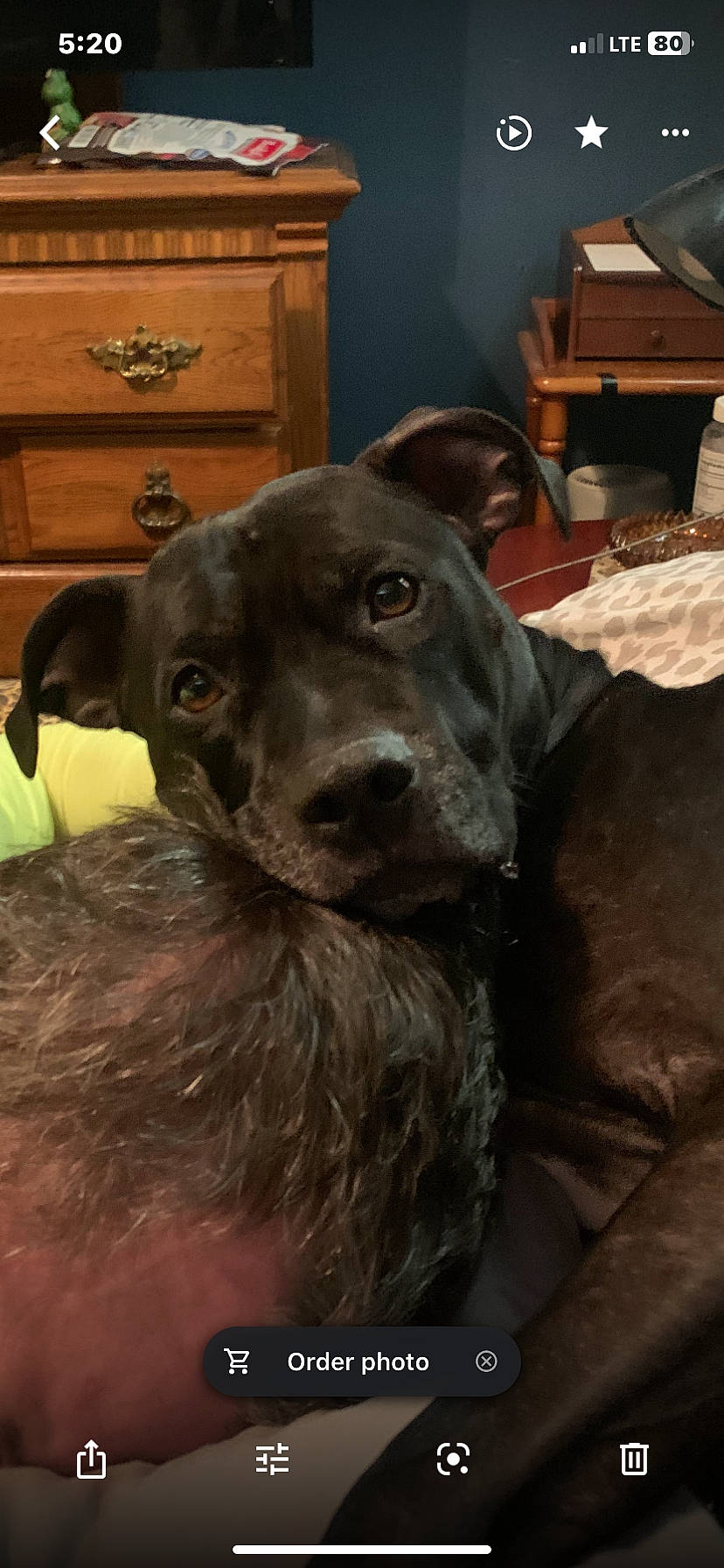 Lucy joined the competition — help win amazing prizes! borador, cabinetry, carnivore, companion_dog, dog, dog_breed, drawer, ear, fawn, fur, hardwood, labrador_retriever, liver, natural_material, snout, sporting_group, terrestrial_animal, whiskers, wood, working_animal