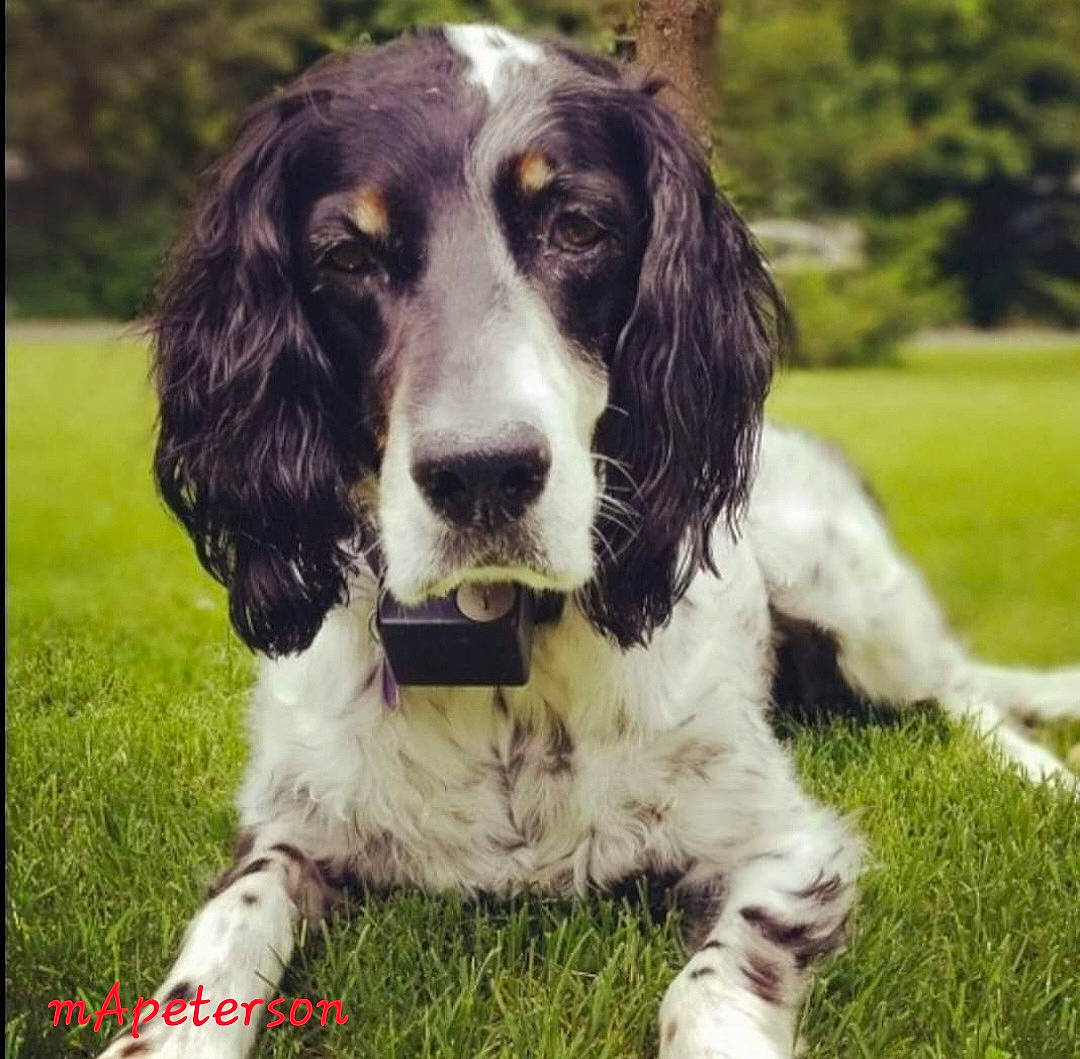 Lena joined the competition — help win amazing prizes! bored, canidae, carnivore, cocker_spaniel, companion_dog, dog, dog_breed, dog_collar, fur, grass, gun_dog, head, liver, plant, snout, spaniel, sporting_group, terrestrial_animal, whiskers, working_dog