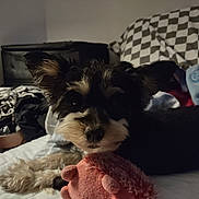 Nena joined the competition — help win amazing prizes! dog, plush_toy, bed, blanket, indoor, pet, fur, ears, black_and_white, toy, resting, cute, animal, face, nose, eyes, paw, furniture, cozy, relaxed