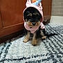 dog, costume, unicorn, pink, small_dog, pet, indoor, carpet, furry, cute, animal, puppy, floor, cabinet, black, brown, adorable, sitting, fur, hood