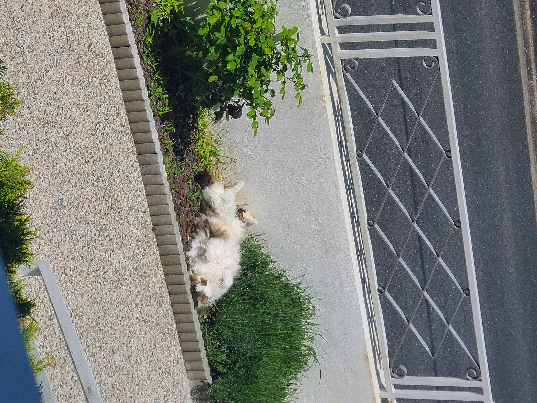 Bijou participe au concours pour gagner de l'argent avec cette photo : building, carnivore, cat, condominium, facade, felidae, grass, house, plant, road_surface, shrub, sidewalk, small_to_medium_sized_cats, tail, tower_block, tree, urban_design, whiskers, window, wood