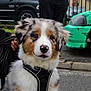 Aïko a rejoint le concours — aidez-le/la à gagner de superbes lots ! dog, puppy, australian_shepherd, fur, black_harness, pet, animal, outdoor, pavement, person, car, green_car, blurred_background, leash, cute, young_dog, white_fur, brown_fur, black_fur, spotted_nose